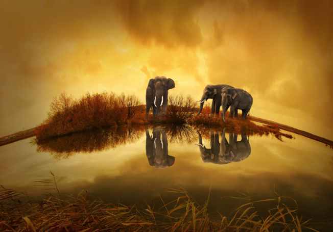 thailand-elephant-sunset-nature-68550.jpeg